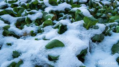 冬天雪后晴天冰雪融化初春植物苏醒